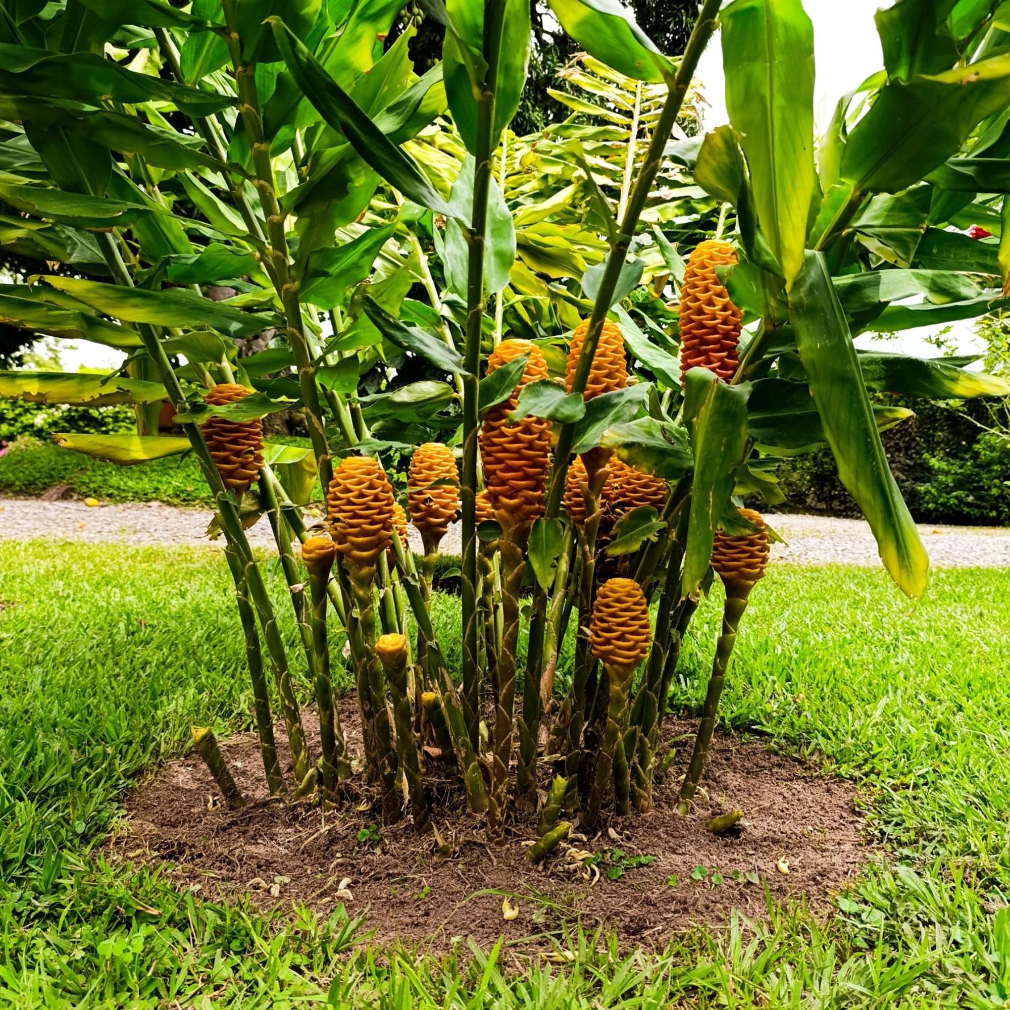 Hotel Campestre Los Mangos 킴바야 외부 사진